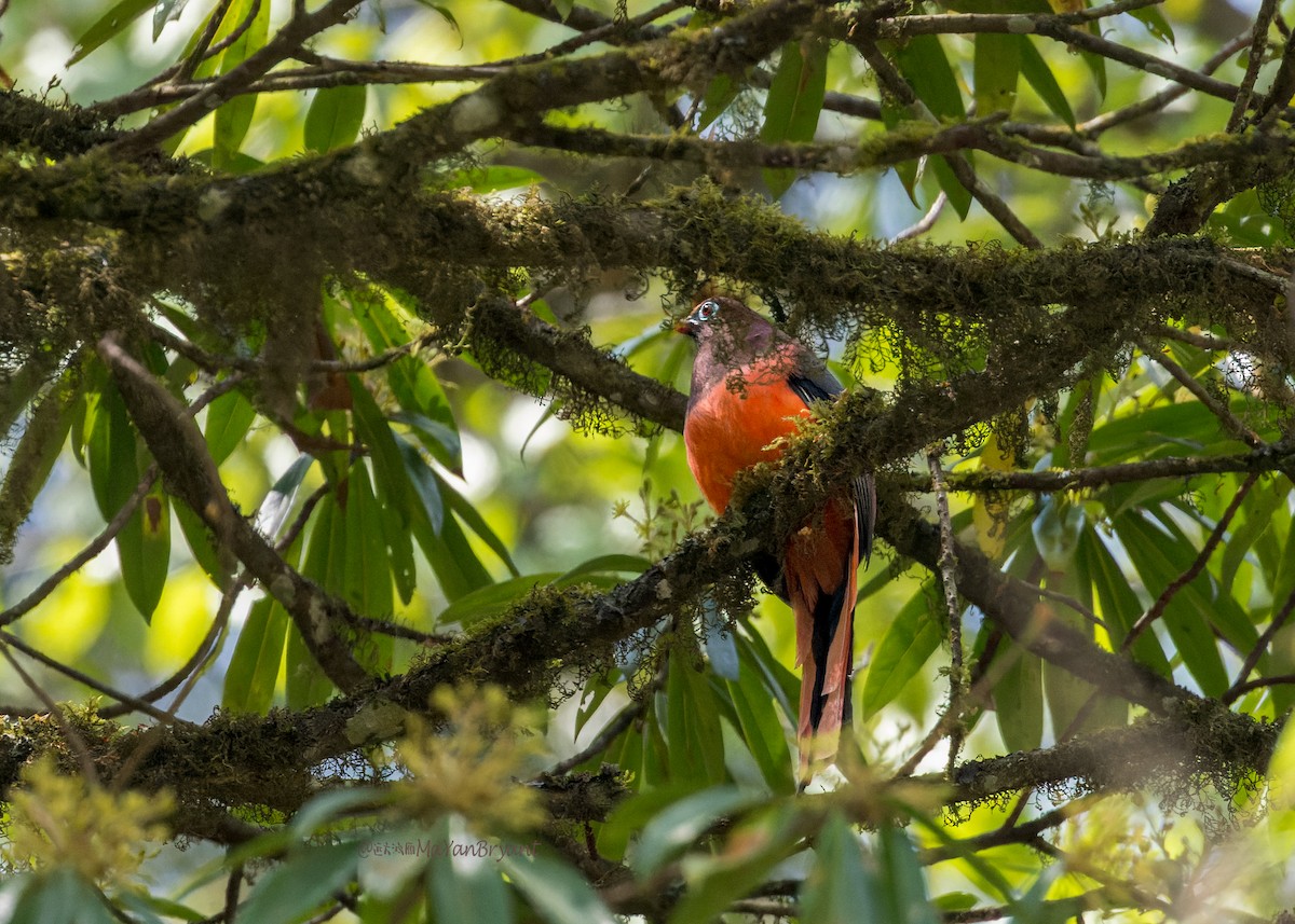 Ward's Trogon - ML646114017