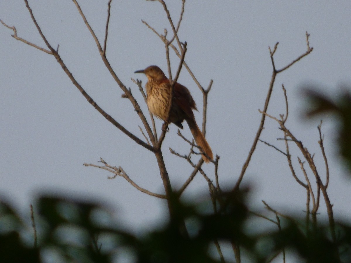 Brown Thrasher - ML646114018