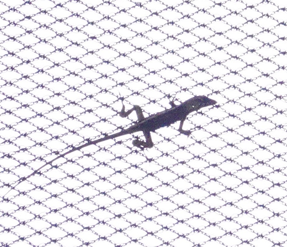 動物界 - ML646114024