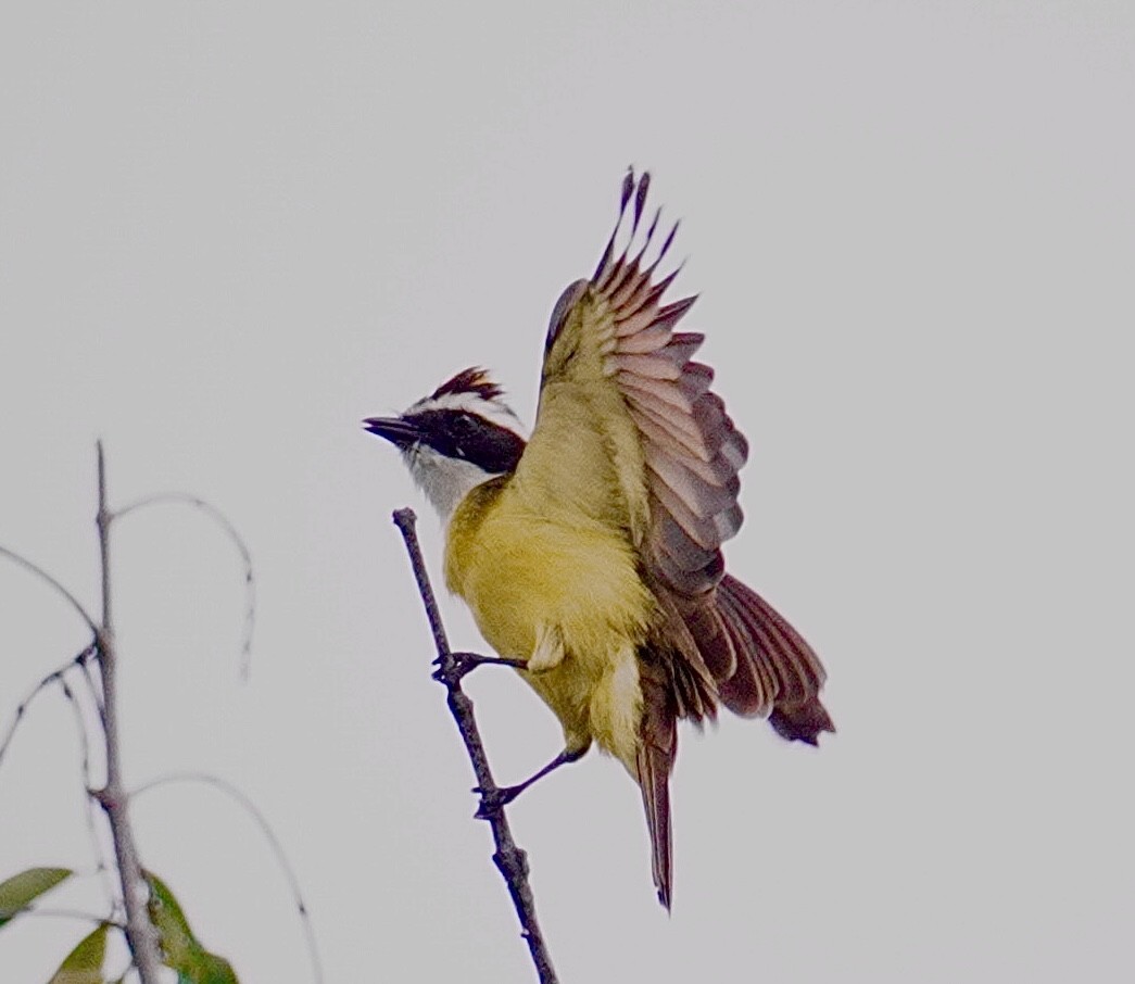 Rusty-margined Flycatcher - ML646114034