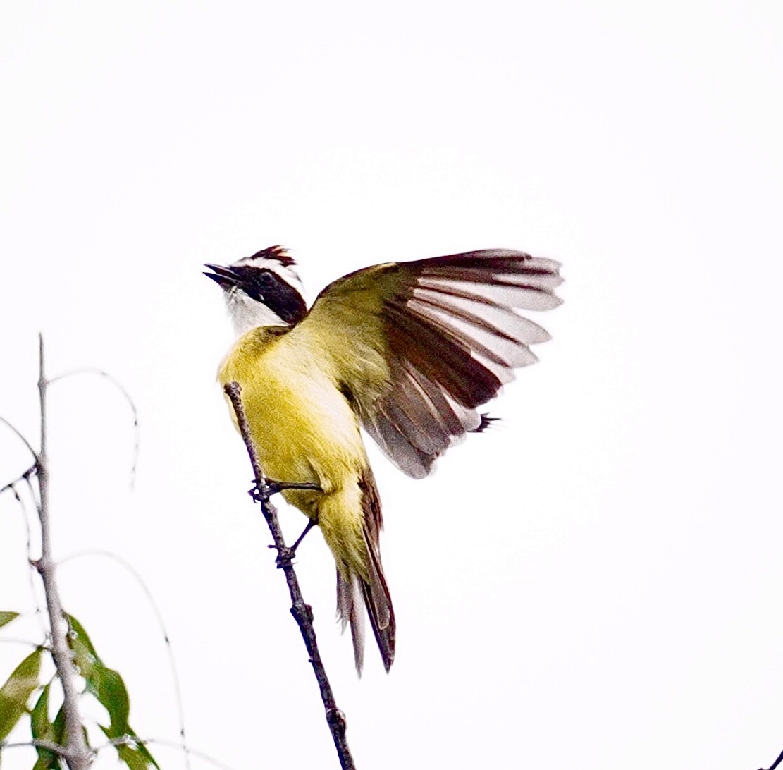 Rusty-margined Flycatcher - ML646114035