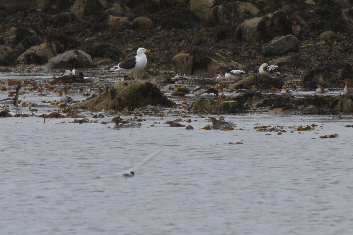 Red-breasted Merganser - ML646114043