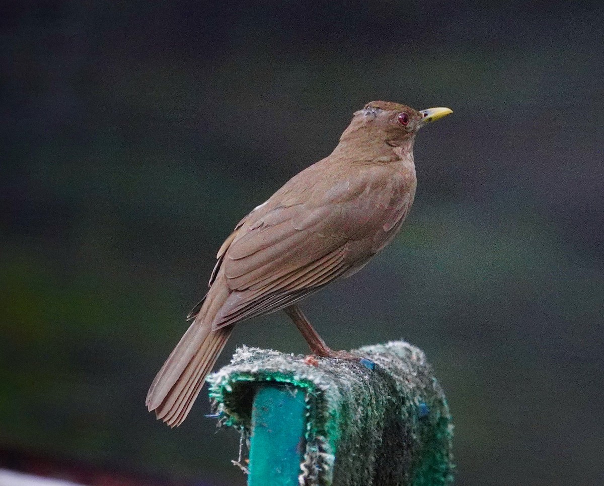 Clay-colored Thrush - ML646114044