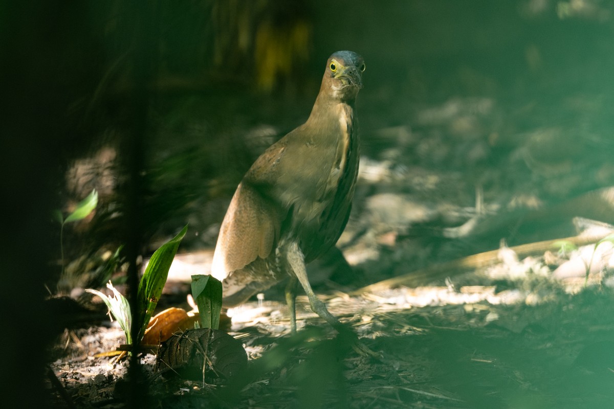 Квак малазійський - ML646114046