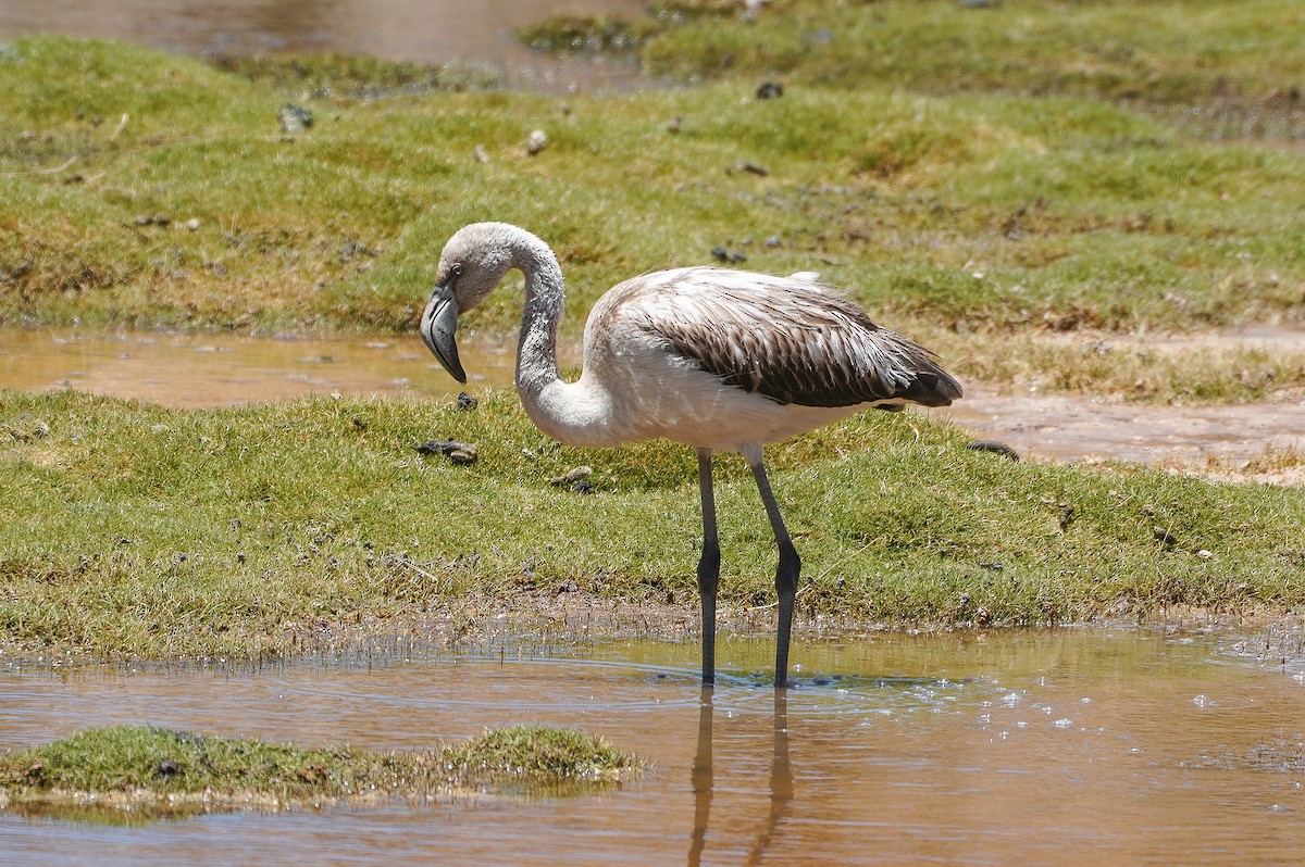 Chilean Flamingo - ML646114053