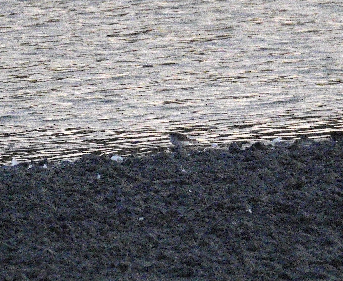 Little Stint - ML646114056