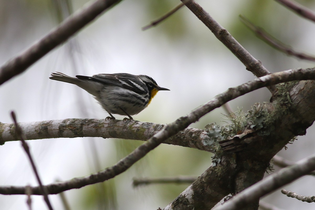 Yellow-throated Warbler - ML646114060