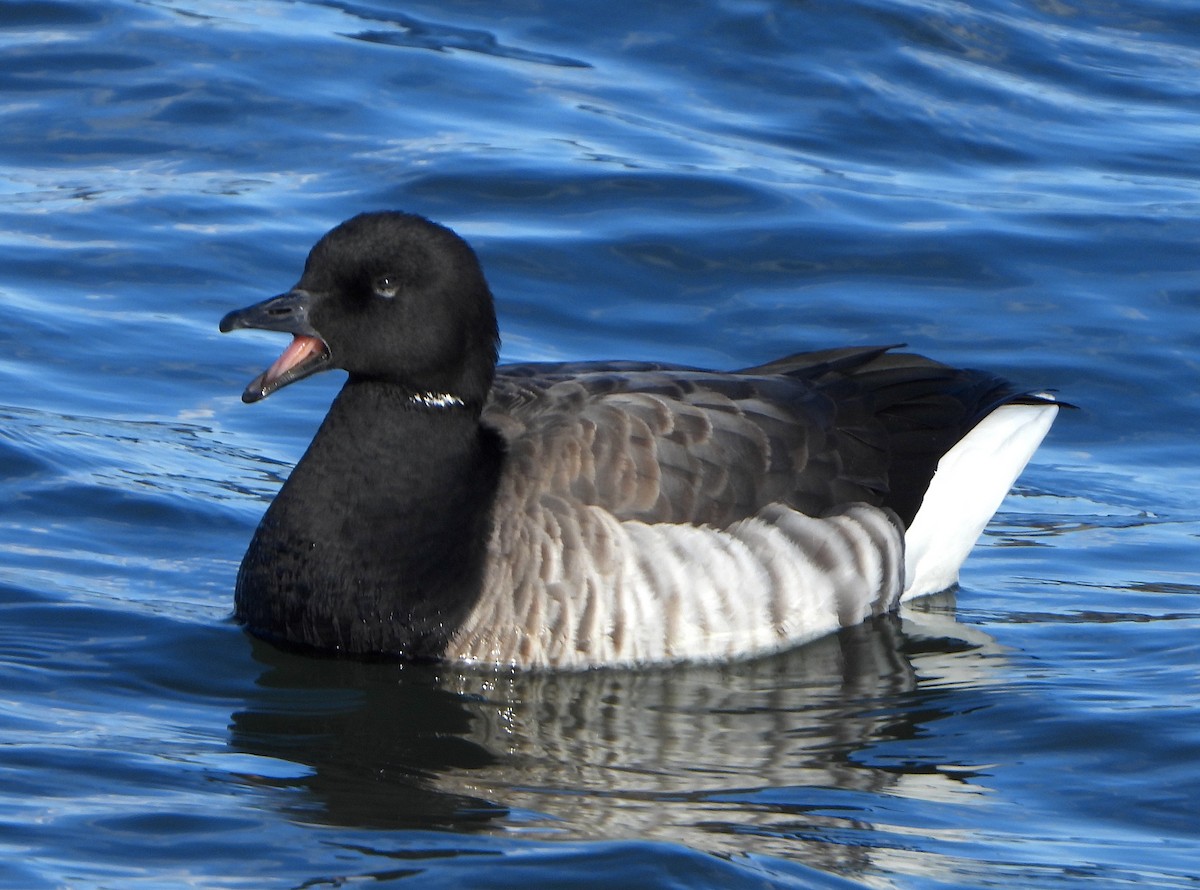 Brant - ML646114061