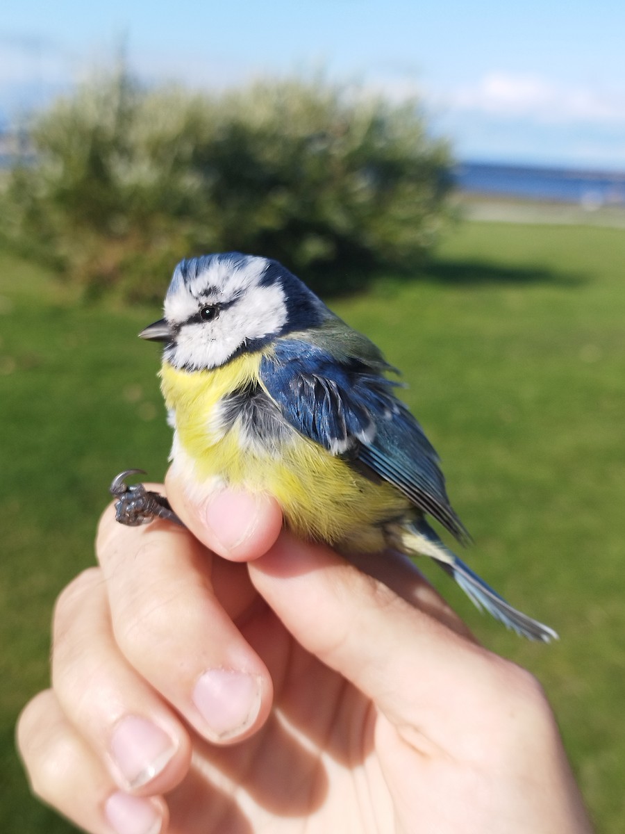 Eurasian Blue Tit - ML646114062