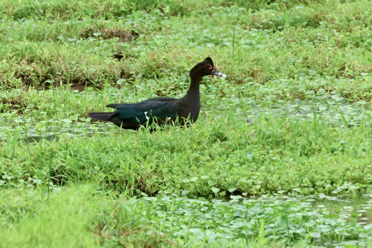 Muscovy Duck - ML646114065