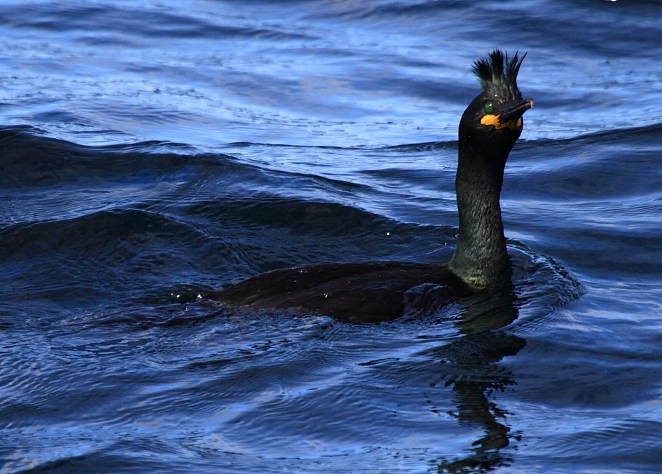 European Shag - ML646114069