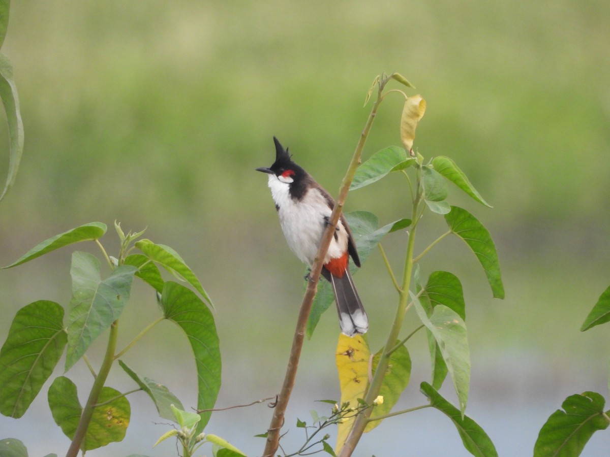 Red-whiskered Bulbul - ML646114070