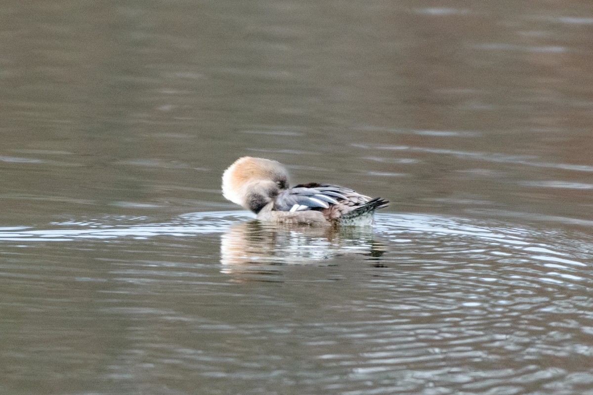Hooded Merganser - ML646114071