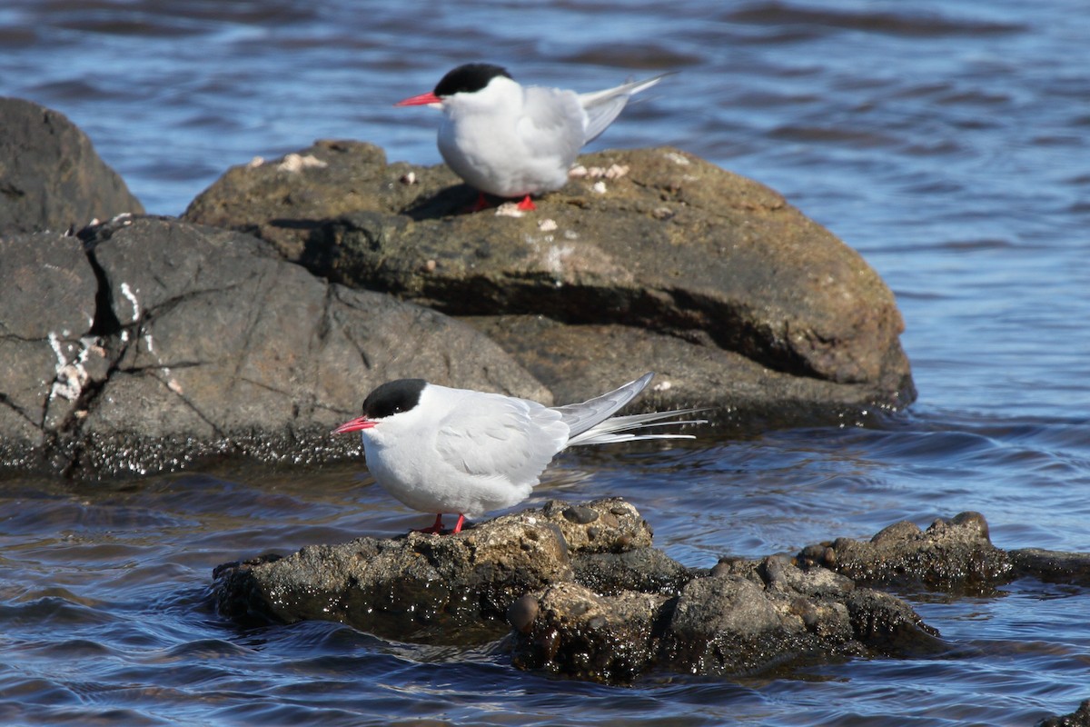 Arctic Tern - ML646114077