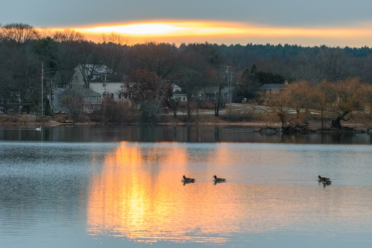 Canada Goose - ML646114078