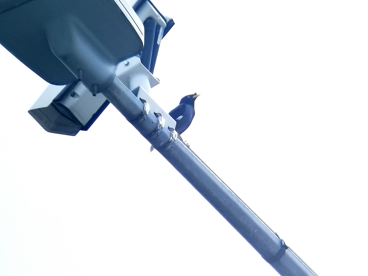 Майна яванська - ML646114089