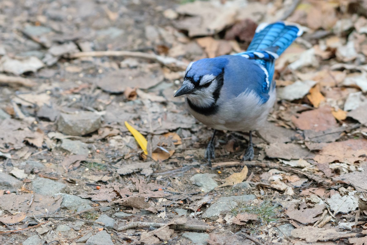 Blue Jay - ML646114093