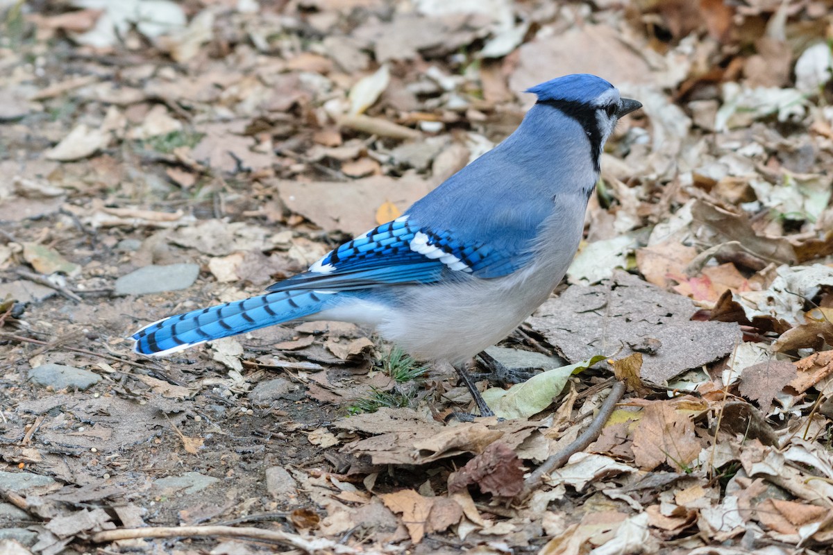 Blue Jay - ML646114097