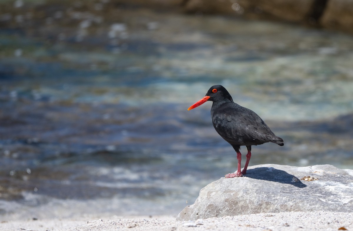 African Oystercatcher - ML646114100