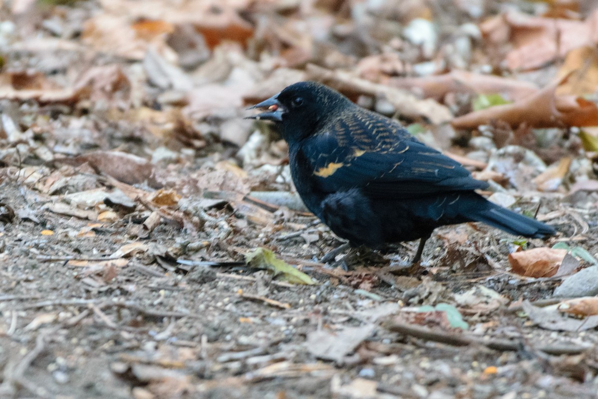 Red-winged Blackbird - ML646114102