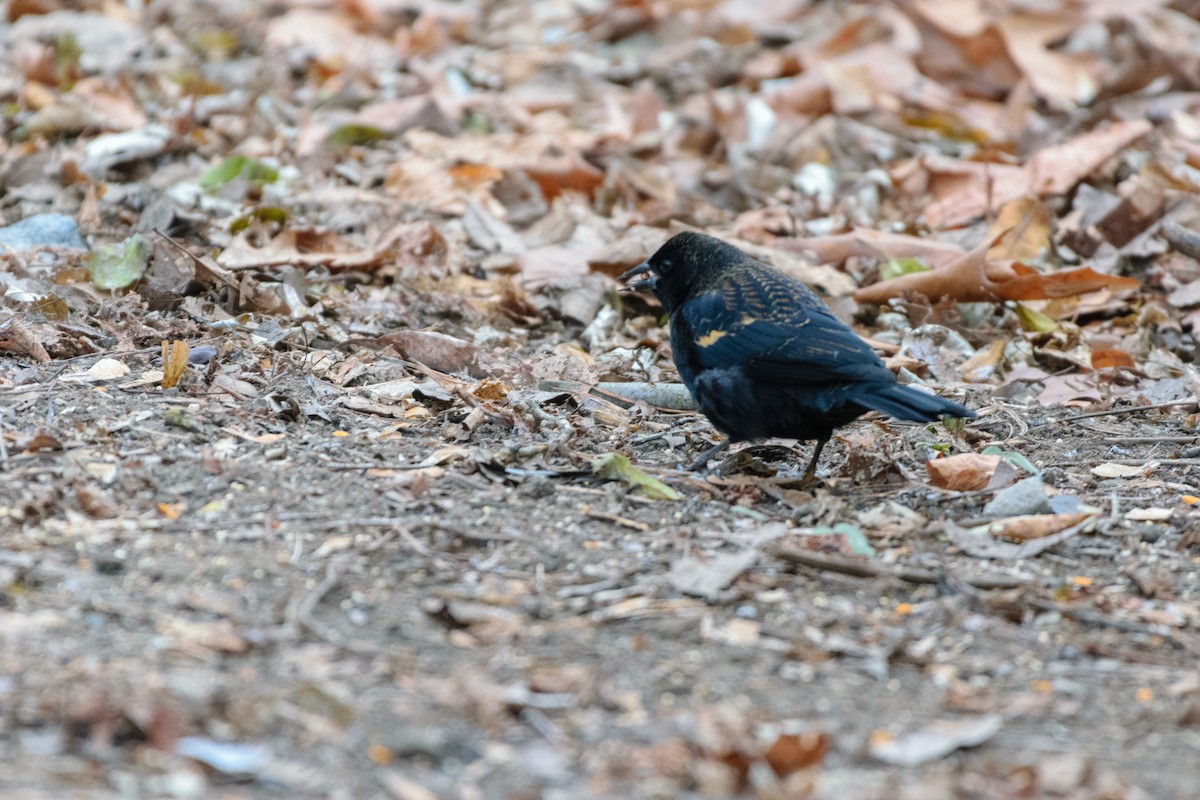 Red-winged Blackbird - ML646114103