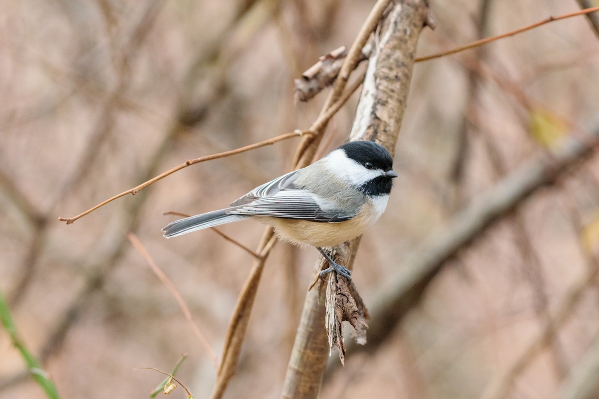 Black-capped Chickadee - ML646114107