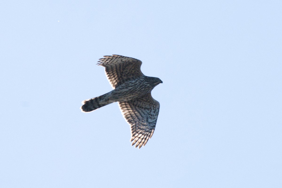 American Goshawk - ML646114110