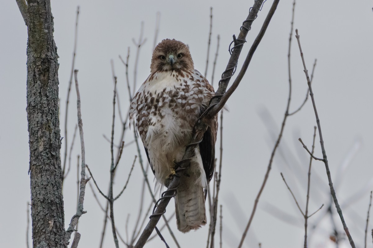 Red-tailed Hawk - ML646114114