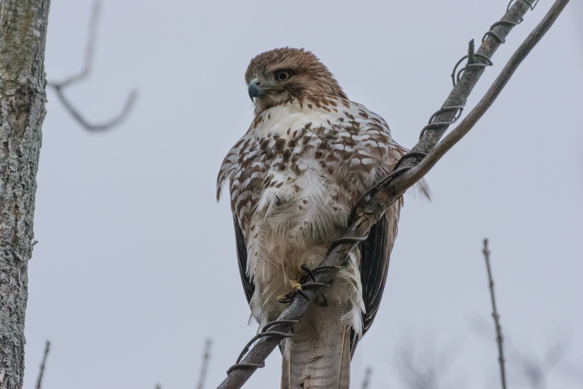 Red-tailed Hawk - ML646114116