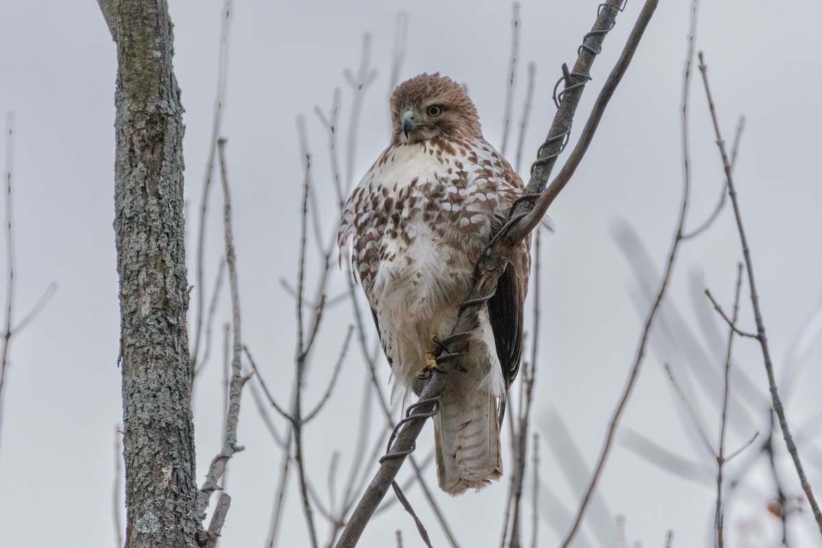 Red-tailed Hawk - ML646114117