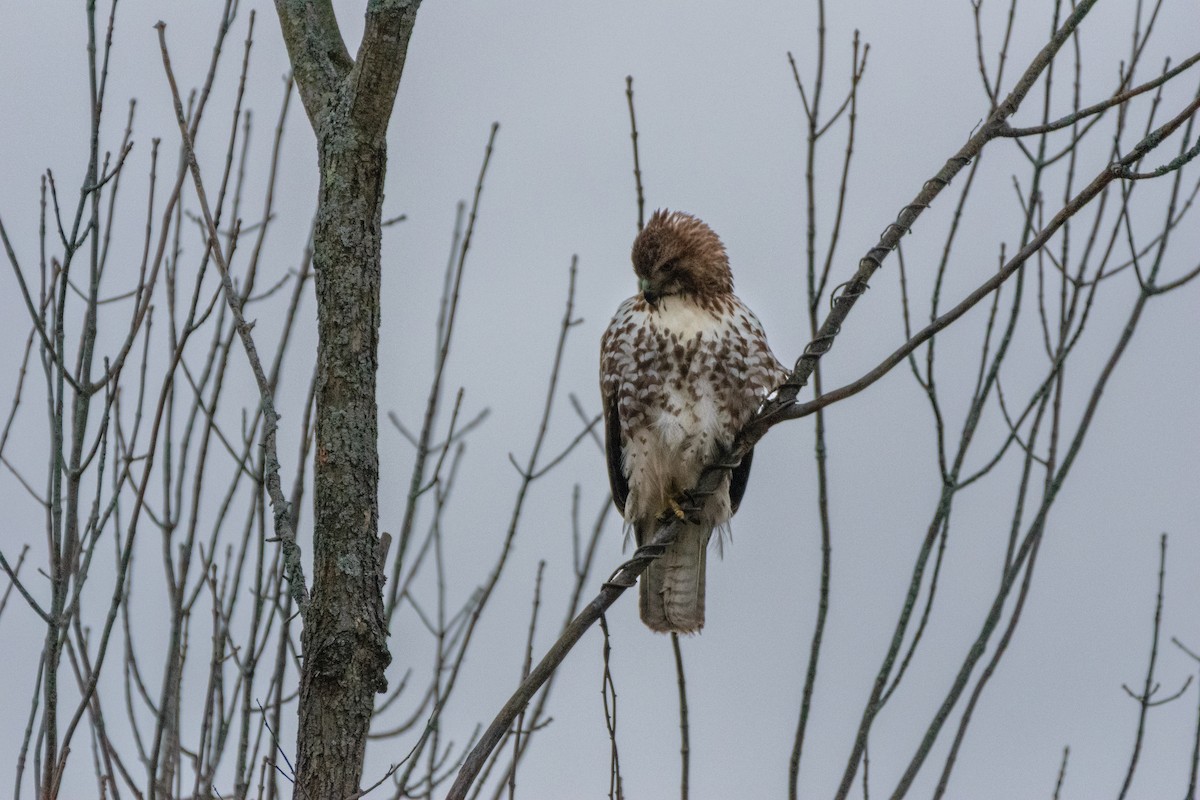 Red-tailed Hawk - ML646114119
