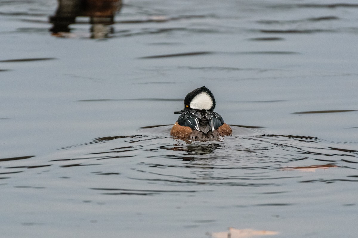 Hooded Merganser - ML646114122