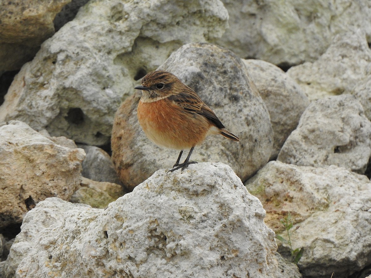 European Stonechat - ML646114123