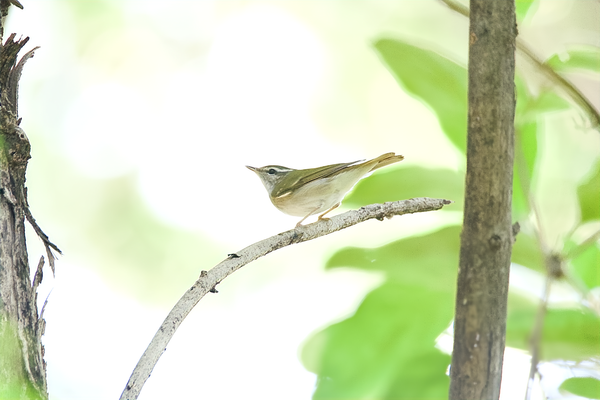 Sakhalin Leaf Warbler - ML646114126