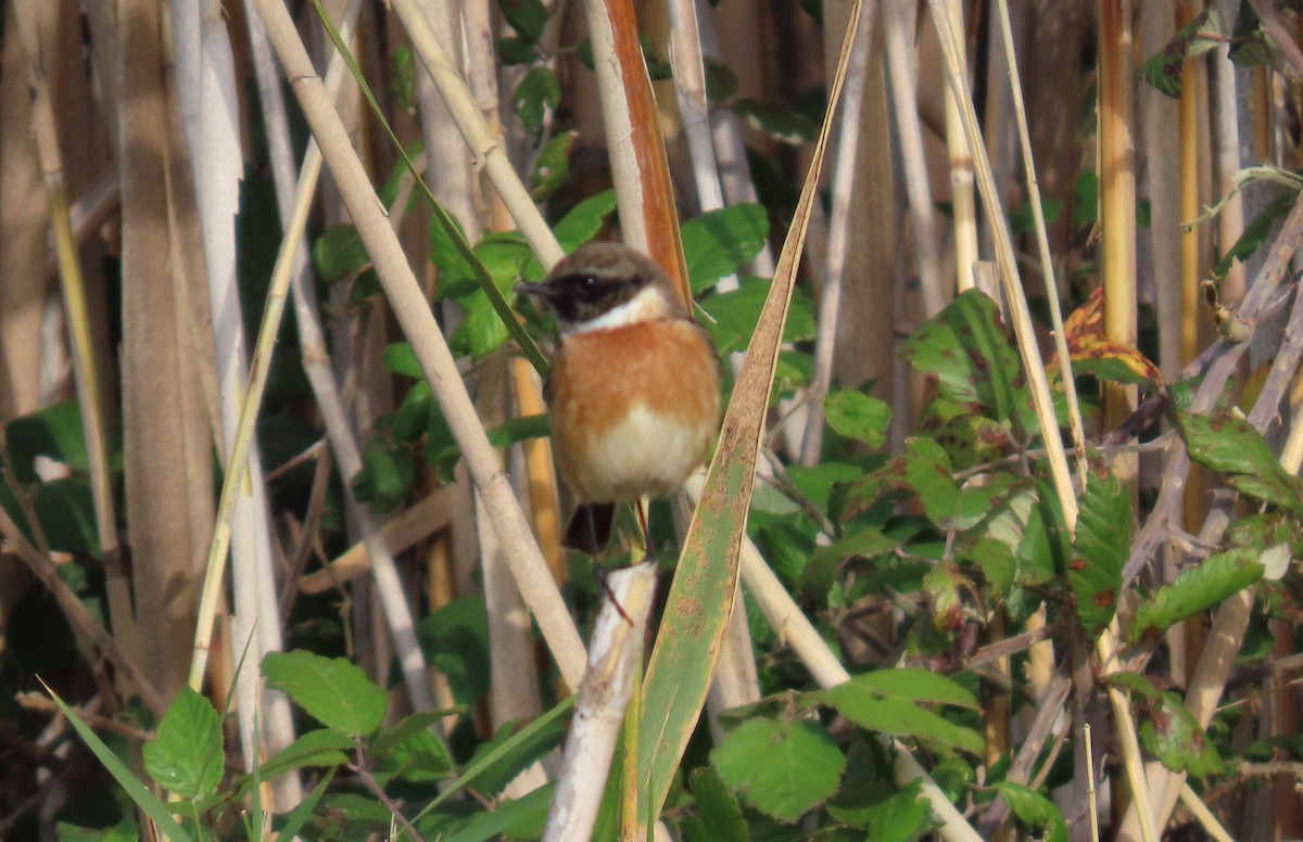European Stonechat - ML646114128