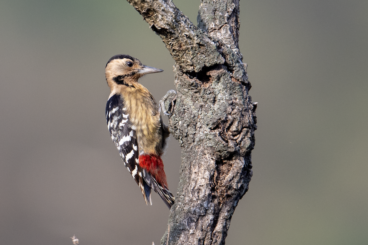 Fulvous-breasted Woodpecker - ML646114131