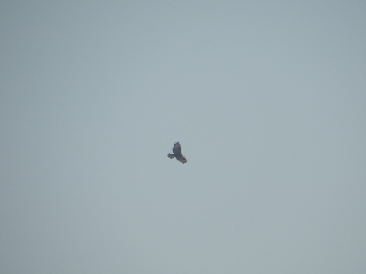 káně bělochvostá - ML646114133