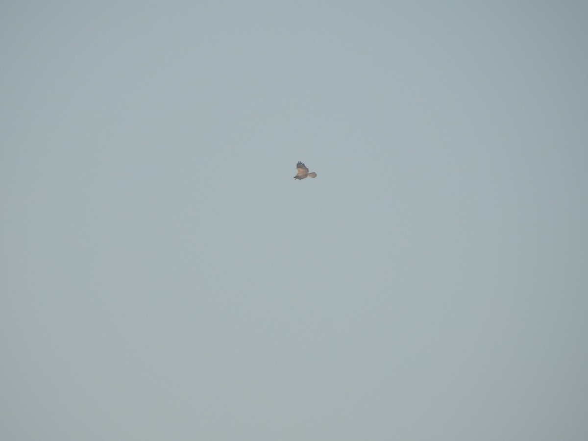 káně bělochvostá - ML646114134