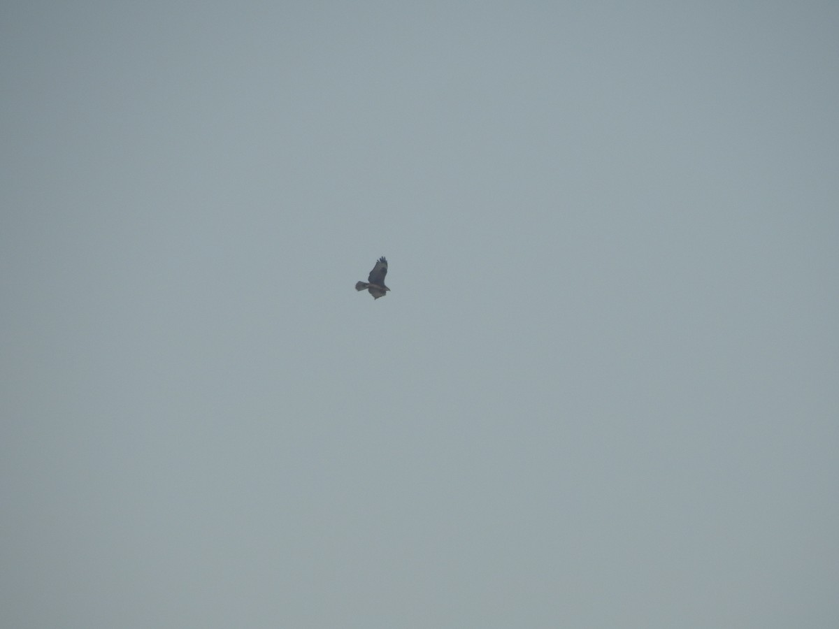 káně bělochvostá - ML646114135