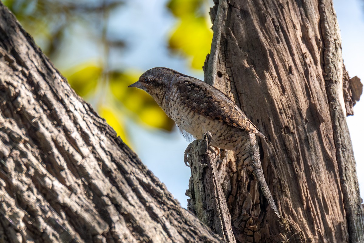 Eurasian Wryneck - ML646114138