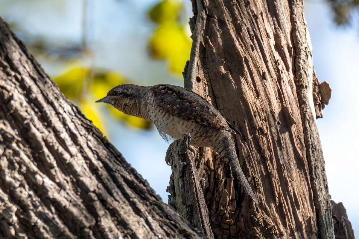 Eurasian Wryneck - ML646114140