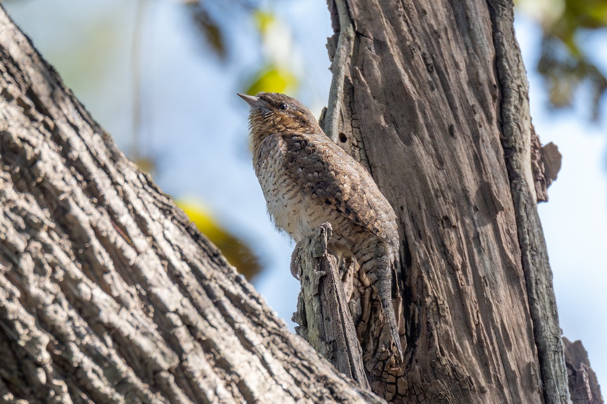 Eurasian Wryneck - ML646114141