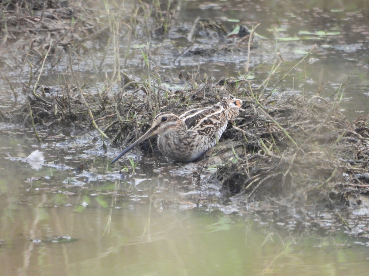 חרטומית ביצות - ML646114142