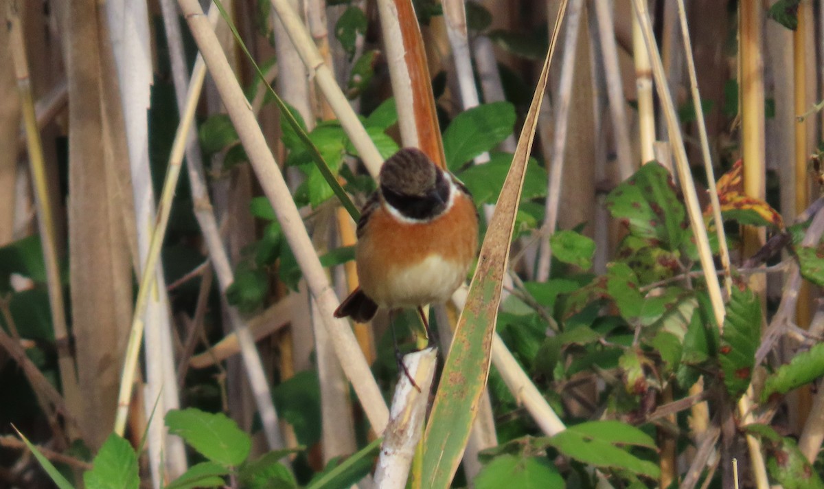 European Stonechat - ML646114145