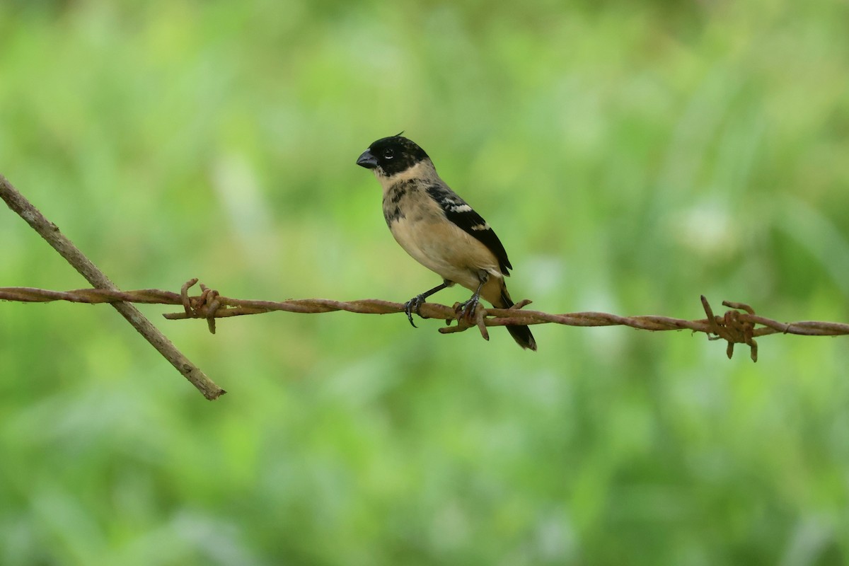 Morelet's Seedeater - ML646114146