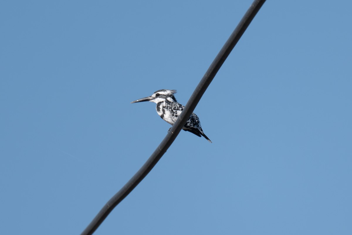 Pied Kingfisher - ML646114150
