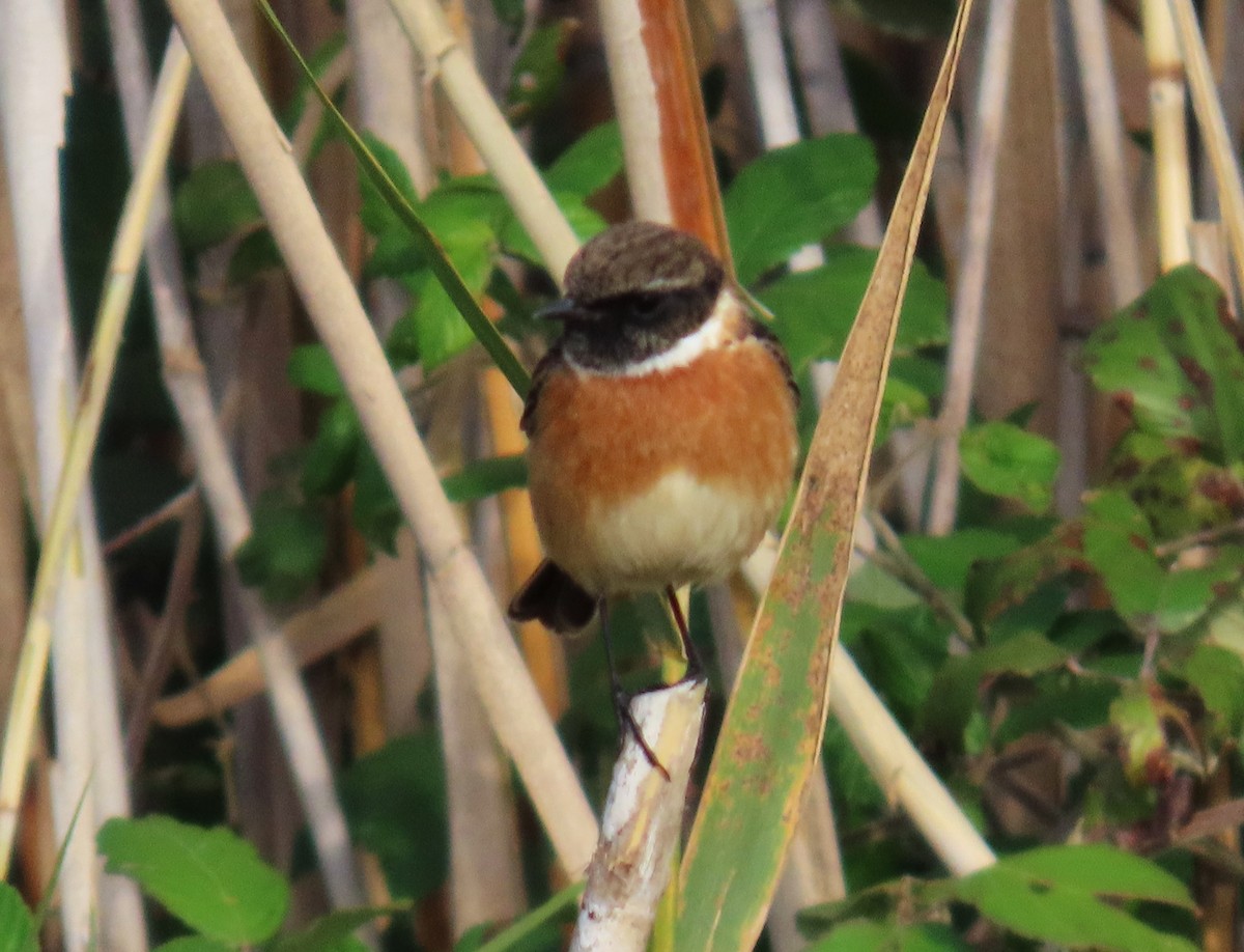 European Stonechat - ML646114153