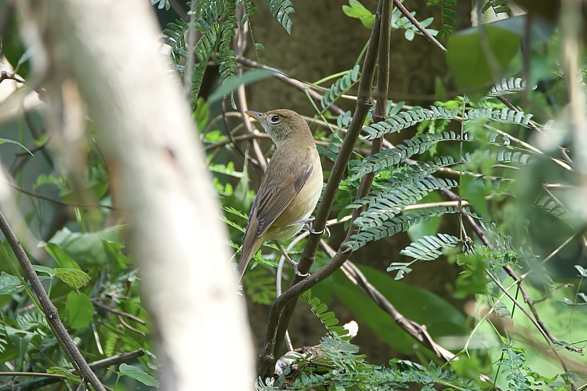 Очеретянка товстодзьоба - ML646114154