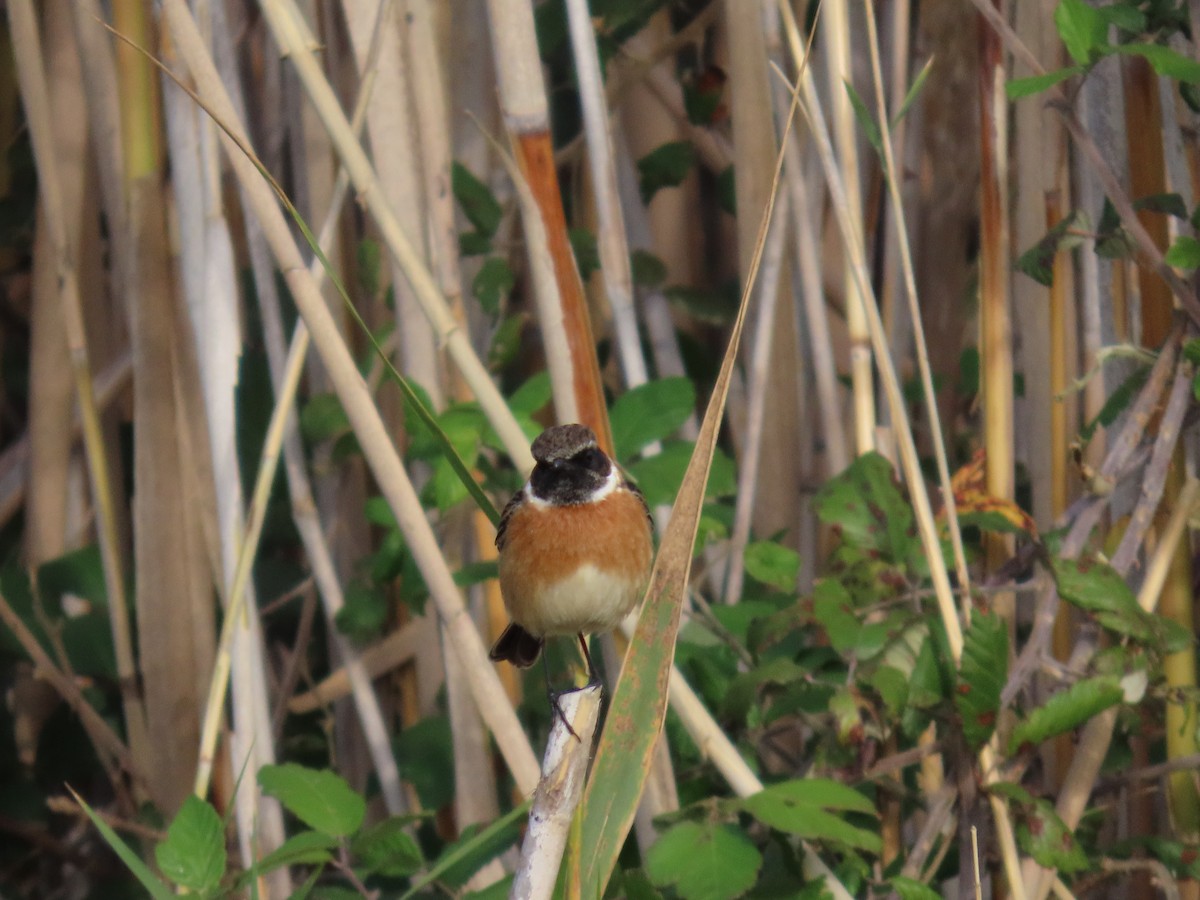 European Stonechat - ML646114155