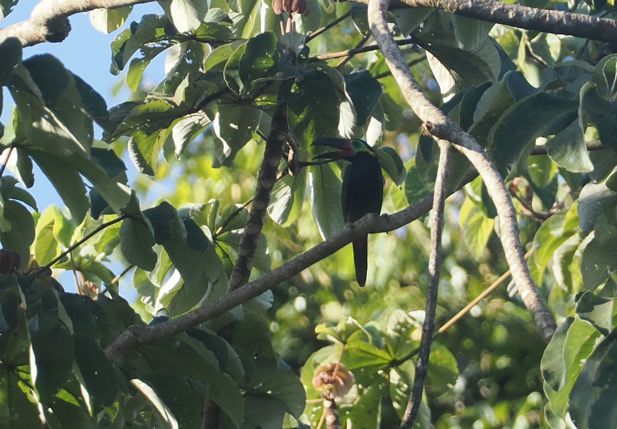 Guianan Toucanet - ML646114173